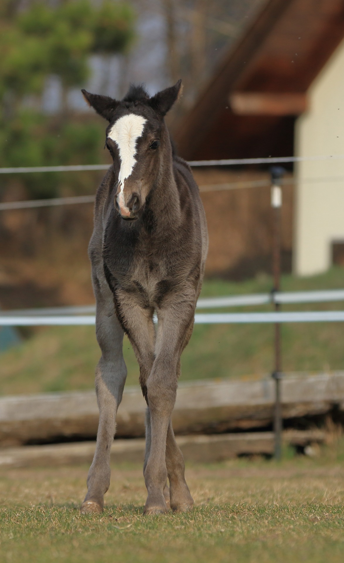 Captains Black Pearl